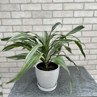 House Plant Surprise