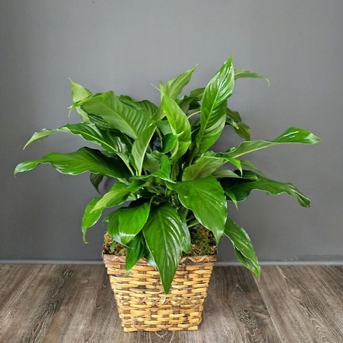 Peace Lily- Medium