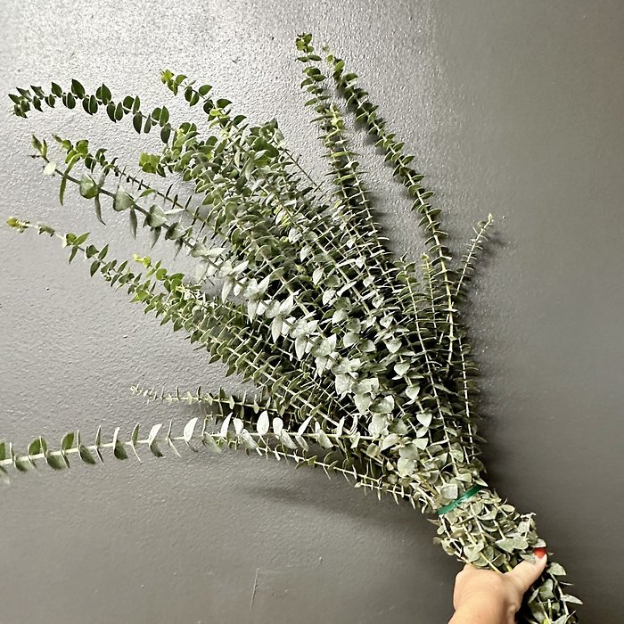 Spiral Eucalyptus Bunch