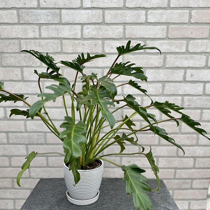 House Plant Surprise