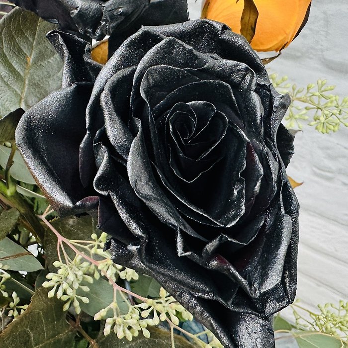 Phantom Black Rose