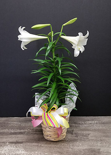 Easter Lily Plant