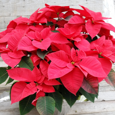 Large Poinsettia