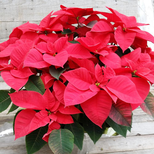 Medium Poinsettia