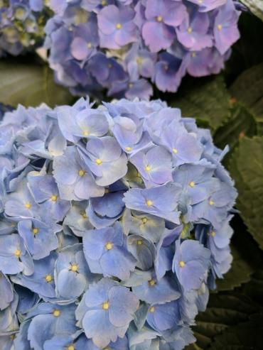 Blue Hydrangea Plant