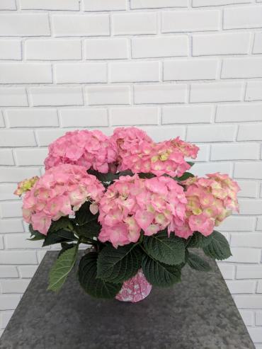 Pink Hydrangea Plant