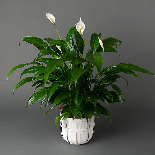 Petite Peace Lily