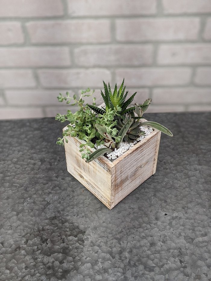 Small Succulent Garden
