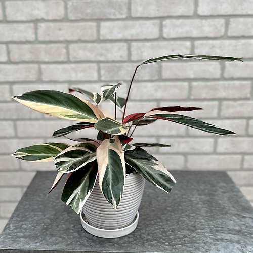 House Plant Surprise