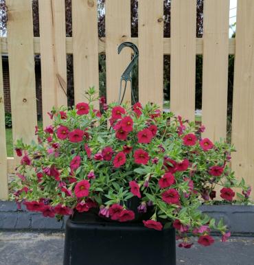 Hanging basket, single variety