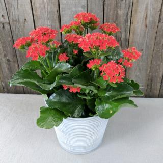 Blooming Surprise
