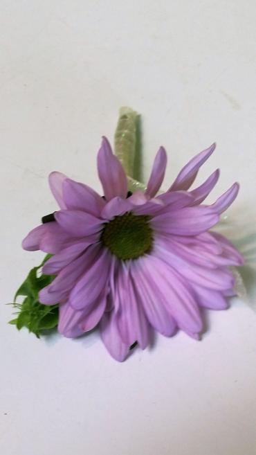 lavender daisy bout