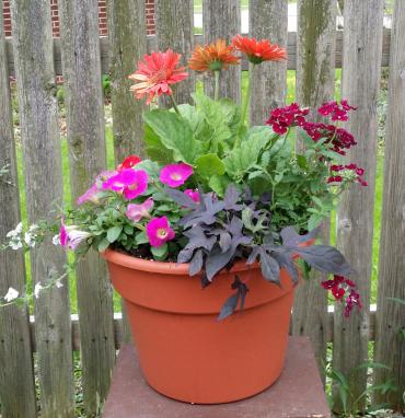 Small Patio Pot