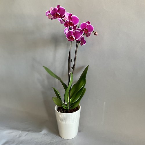 Orchid Plant