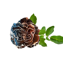 Poison Petals Rose