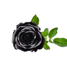 Phantom Black
