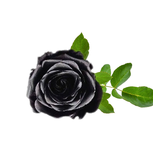 Phantom Black Rose