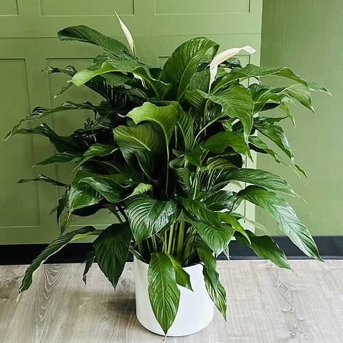 Large Peace Lily