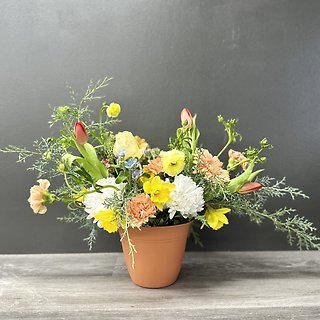 Spring Blossoms