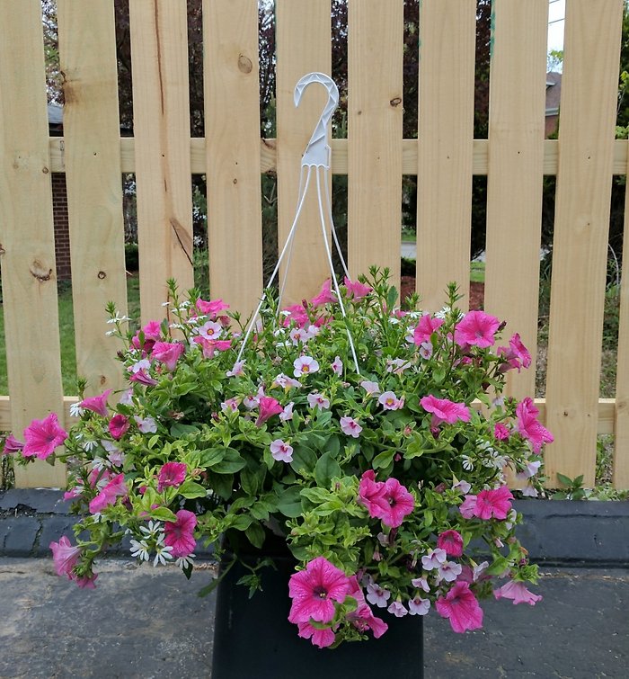 Hanging Basket, md mixed variety