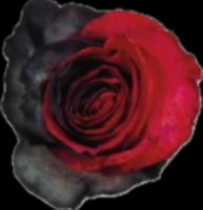 Dark Desire Rose