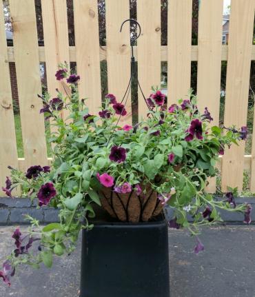 Hanging Basket, wire mixed variety