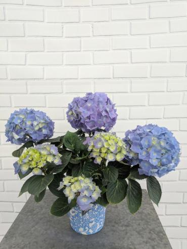 Blue Hydrangea Plant