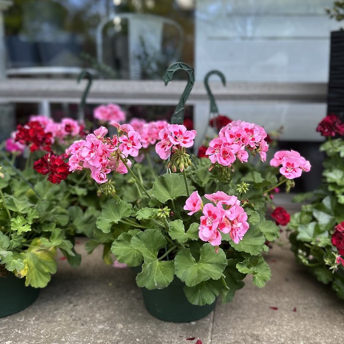 Small Hanging basket-- single variety