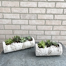 Birch planter with Succulent, small or medium or pair