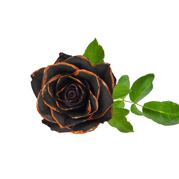 Nightshade Elegance