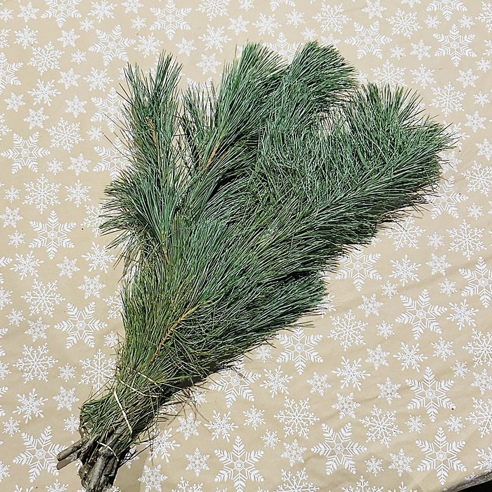 White Pine bunch